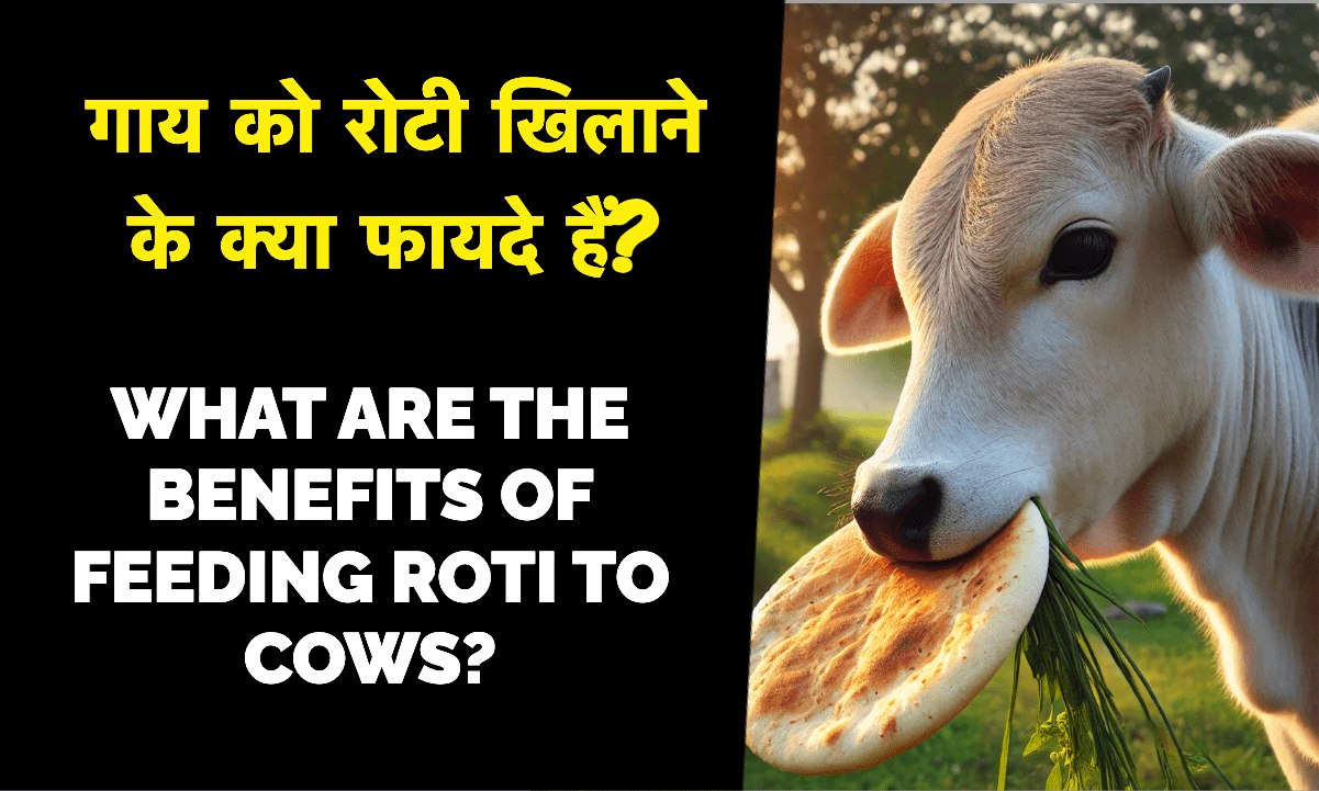 A cow eating roti, benefits of feeding bread to cows in Indian culture