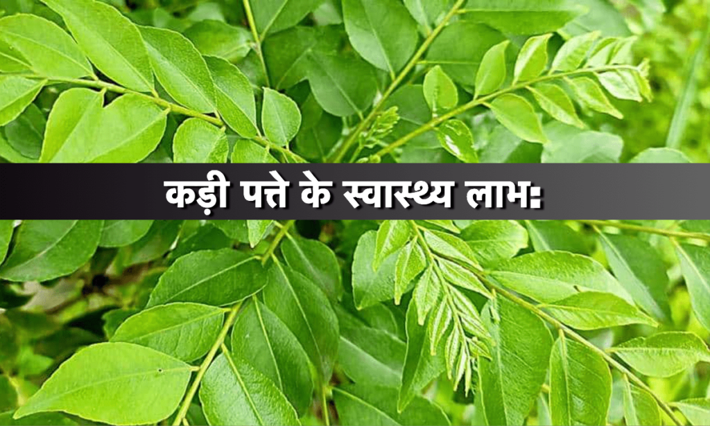 Fresh curry leaves with dewdrops