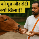 गाय को गुड़ खिलाते हुए भक्त